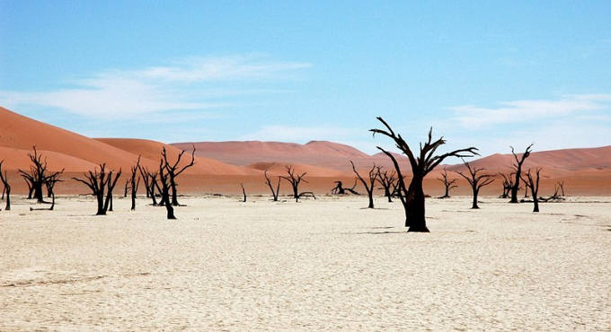 Namib piante