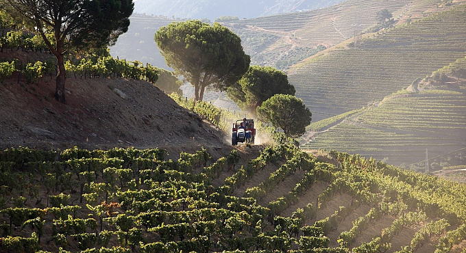 Portogallo trattore vigneti