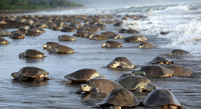 tartarughe caretta caretta uova costa rica 13