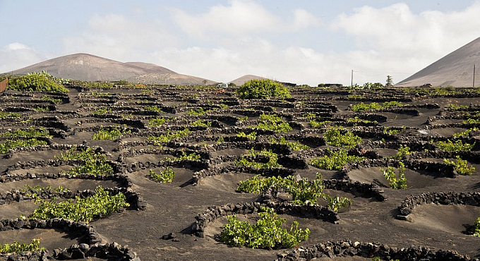 Lanzarote vigneti