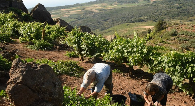 Pantelleria vitigni contadini