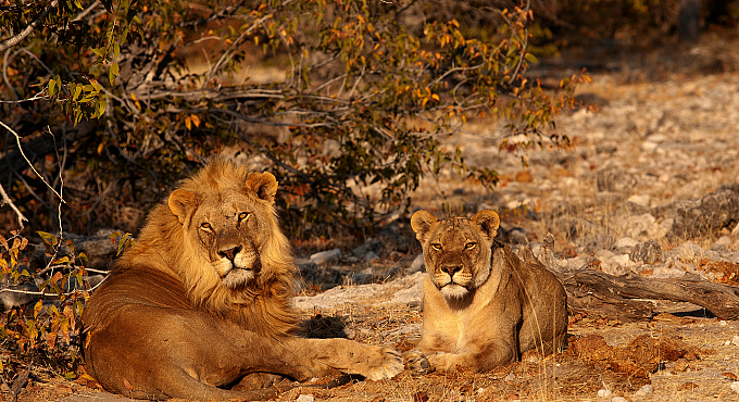 Namibia leoni Etosha