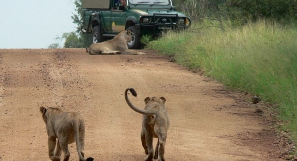 kruger national park 1