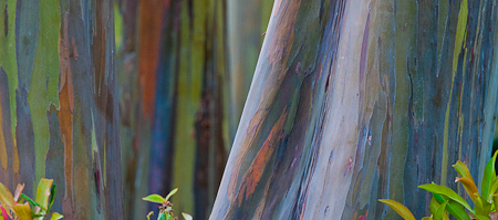 Arcobaleno vegetale